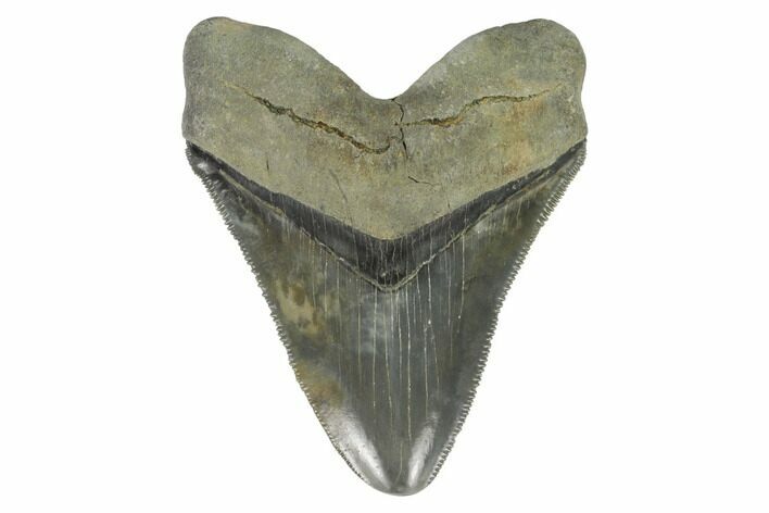 Serrated, Angustidens Tooth - Megalodon Ancestor #123360